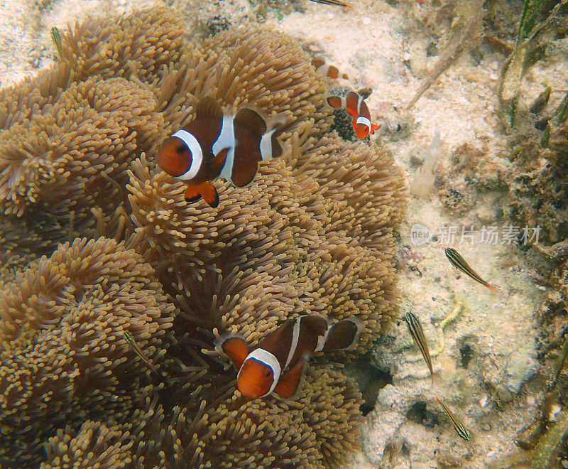 海葵中的橙色小丑鱼(Amphiprion percula)